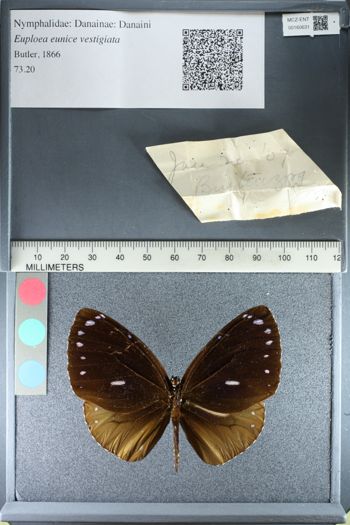 Media type: image;   Entomology 160631